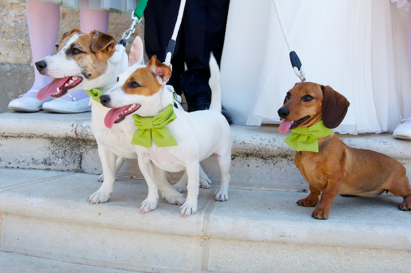 Dog wedding